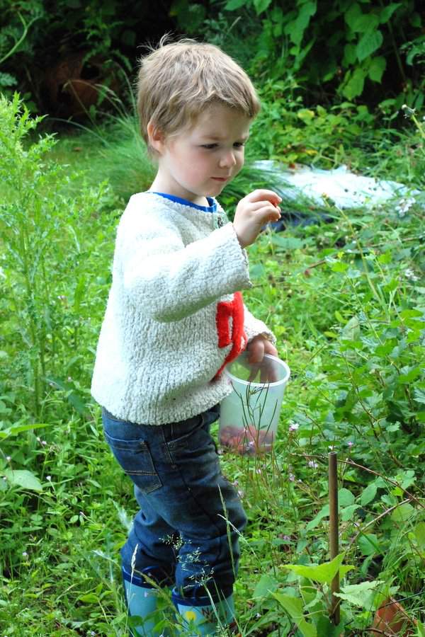 Picking raspberries